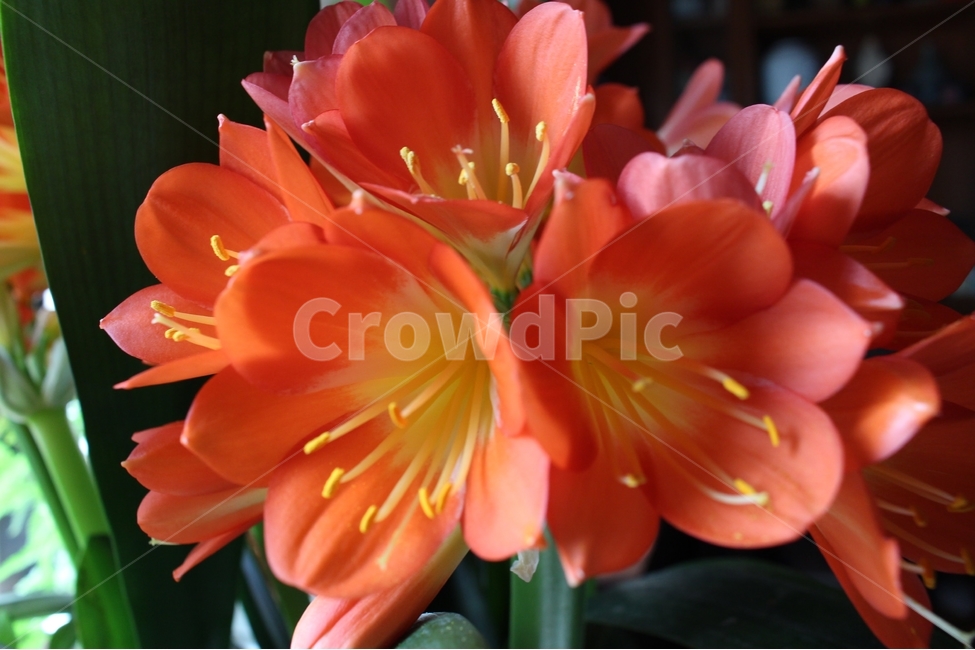 봄,화분,군자란,꽃,힐링,식물,자연,plants,nature,꽃,flower