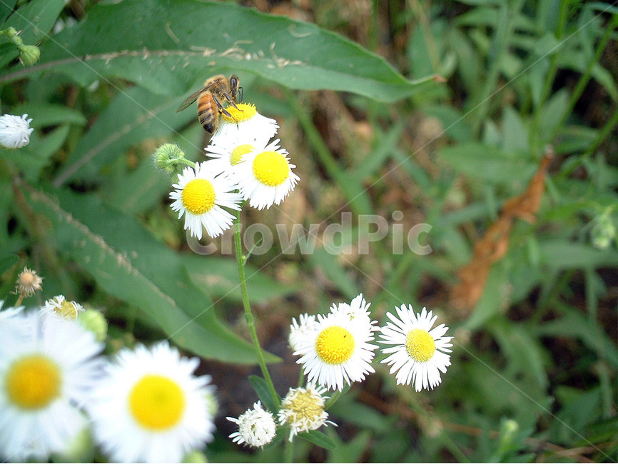 벌,꿀벌,근면,자연,꽃,bee,식물,자연,plants,nature,꽃,flower,동물,animal,곤충,벌레,insect,bug