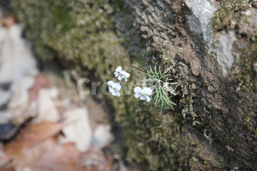 야생화,꽃,바위,틈새,접사,매크로,wildflower,nature,macro,rock