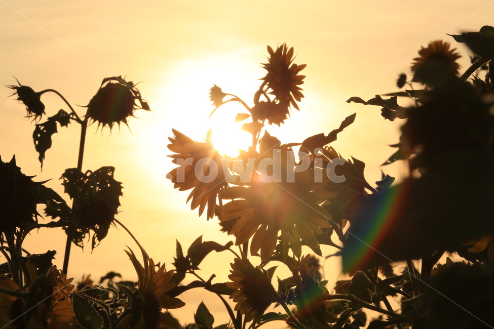 여름,해바라기,노을,플레어,역광,실루엣,식물,자연,plants,nature,꽃,flower,실루엣,그림자,silhouette,shadow