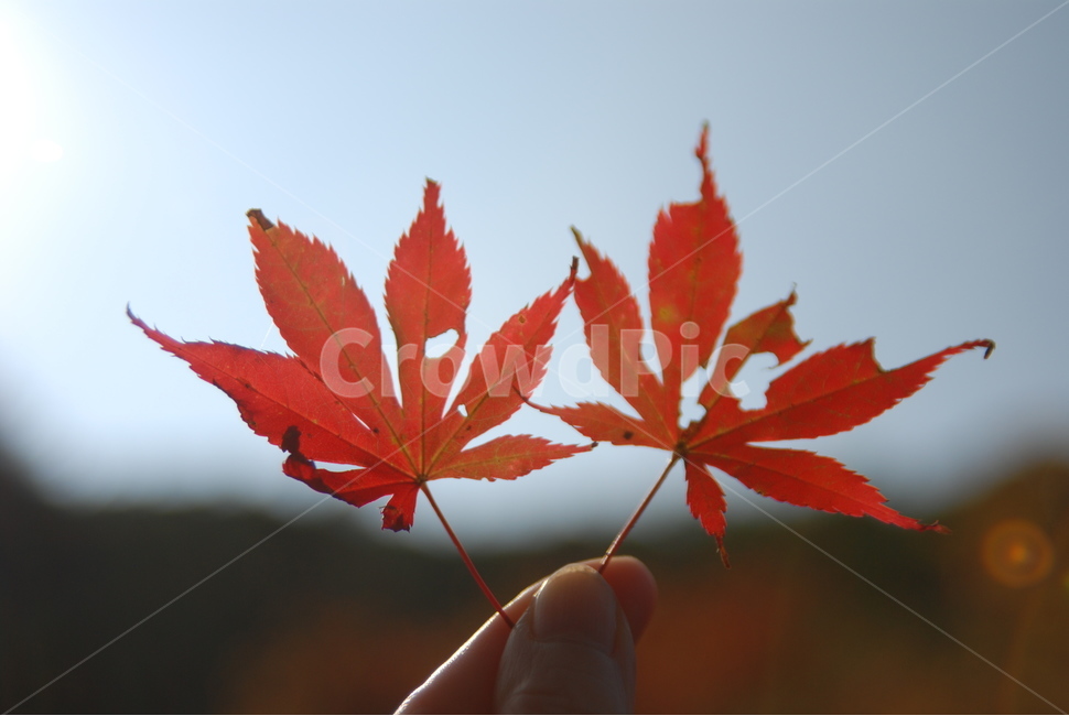 단풍,잎,나무,손가락,가을,가을,계절,fall,autumn,season,plant,식물,leaf,tree,maple