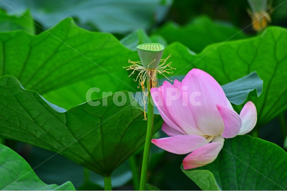 plant,식물,blossom,flower,꽃,petal,꽃잎,수련,홍연,불교,연꽃,연잎,연꽃잎