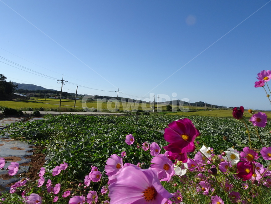 코스모스,꽃,가을,하늘,시골,자연,가을,계절,fall,autumn,season,식물,자연,plants,nature,꽃,flower,geranium,제라늄,blossom,plant