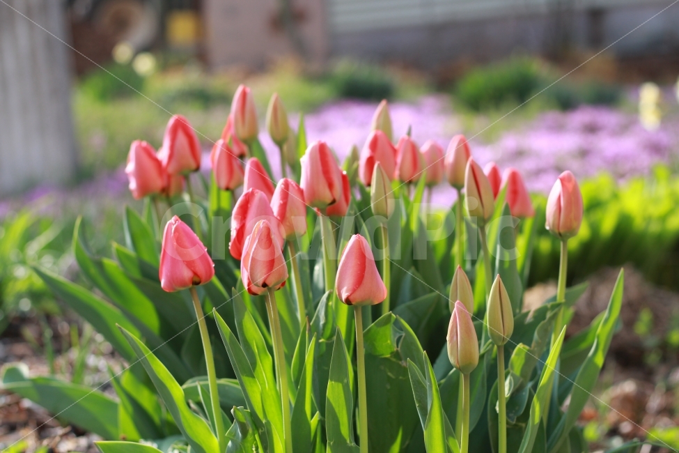튤립,꽃,빛모아농원,꽃사진,풍경,봄,계절,spring,season,식물,자연,plants,nature,꽃,flower,감성,sensible,feeling,plant,blossom