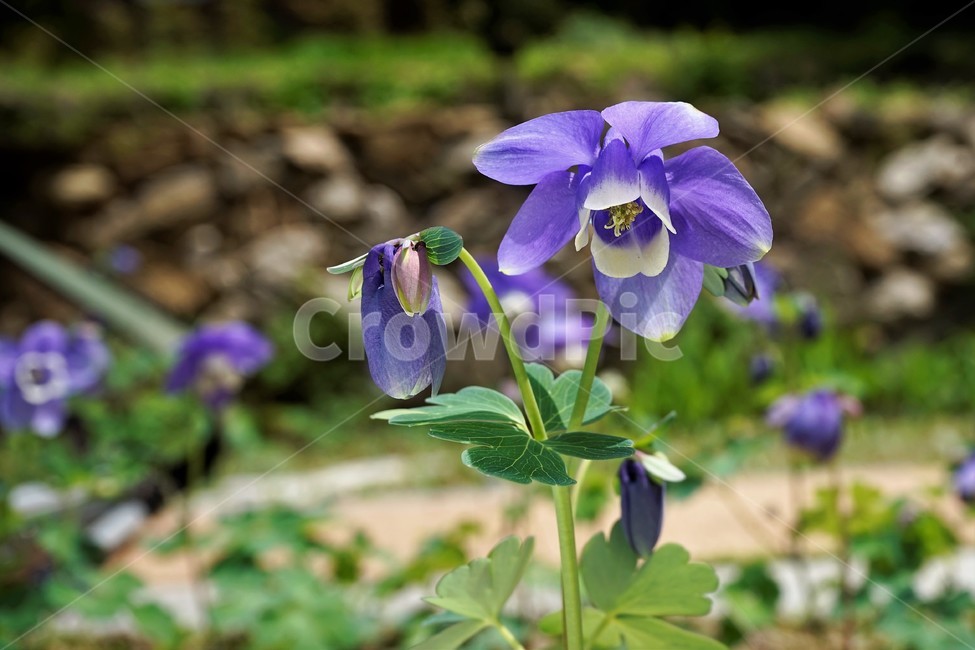 매발톱꽃,봄,만개,aquilegia,bud,columbine