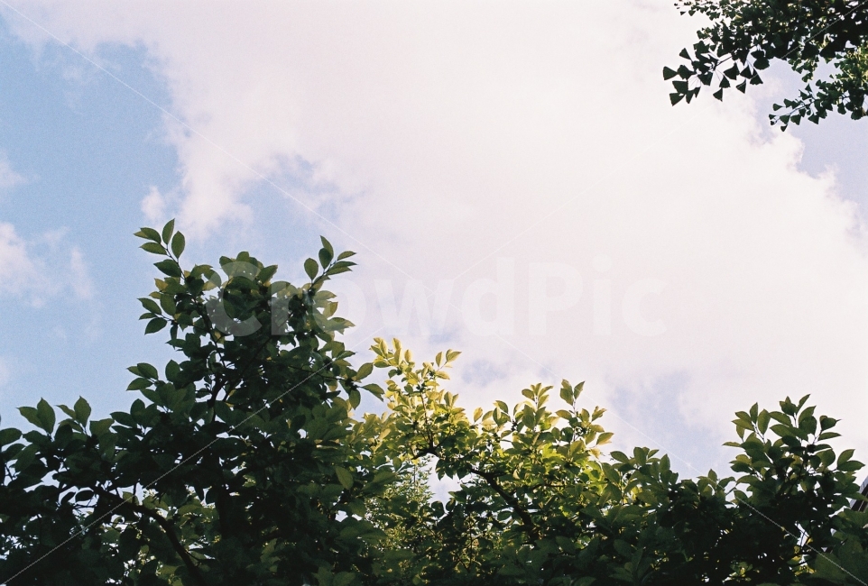 여름하늘,느티나무,필름사진,감성사진,필름감성,자연,풍경,nature,landscape,tree,나무,plant,식물