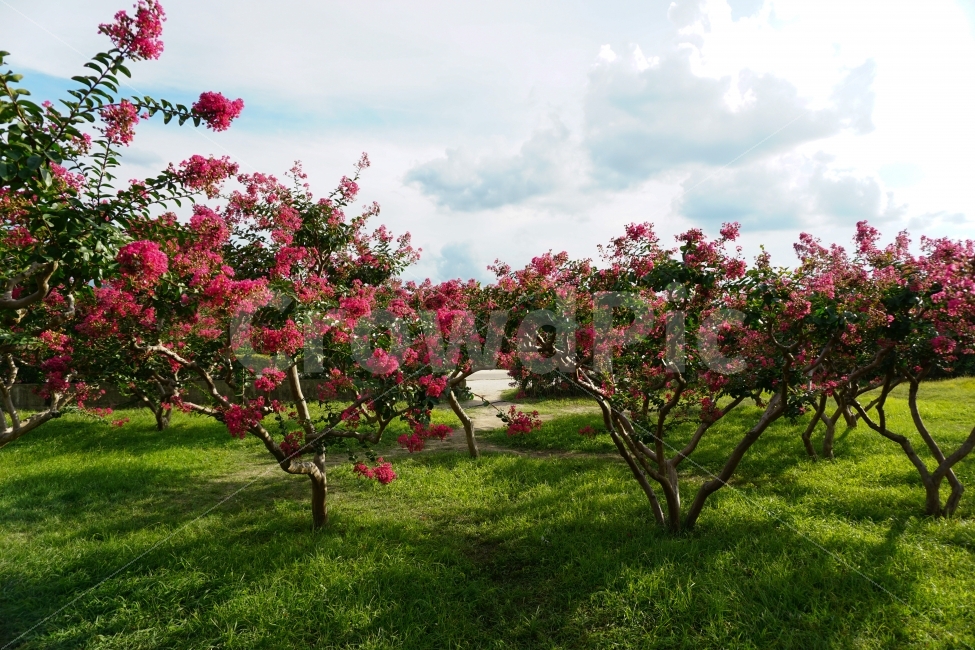 가을,배롱나무,꽃,감성,경주,자연,풍경,nature,landscape,식물,plants,꽃,flower,감성,sensible,feeling,plant