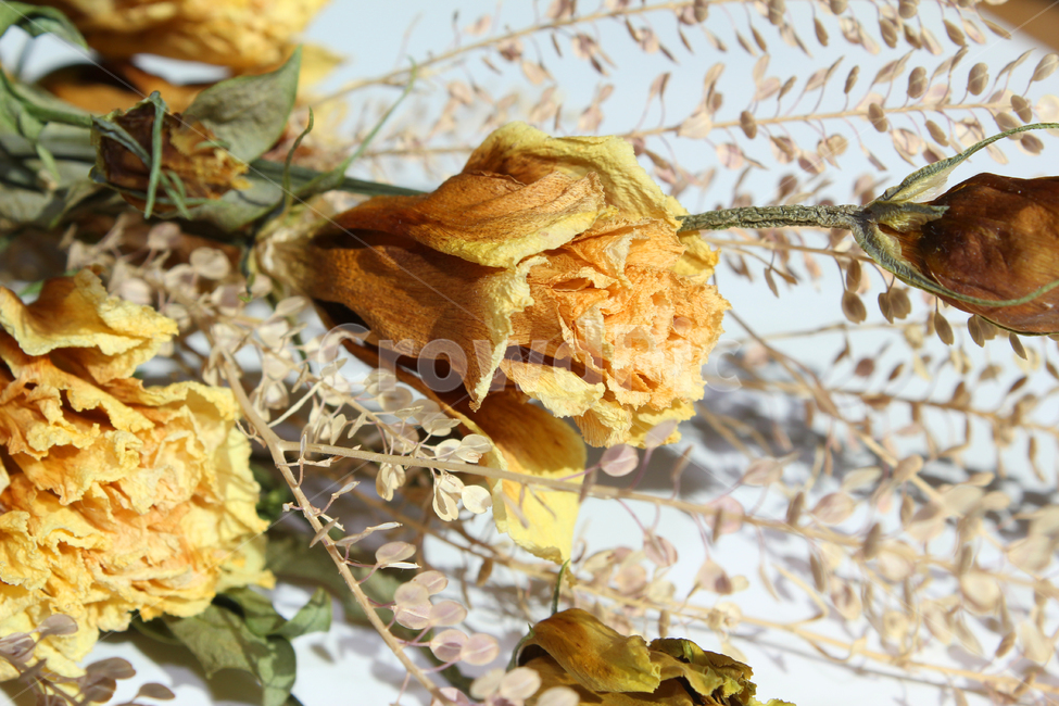 brown,closeup,bunch,dead,death,decoration,dry,flora,floral,flower,green,leaf,natural,nature,plant,white,yellow,갈색,브라운,노란,그린,노란색,녹색,말린꽃,꽃,꽃다발,말린,드라이,드라이플라워,잎,나뭇잎,잎사귀,식물,자연,클로즈업,꽃,flower,연출,컨셉,콘셉,direction,concept