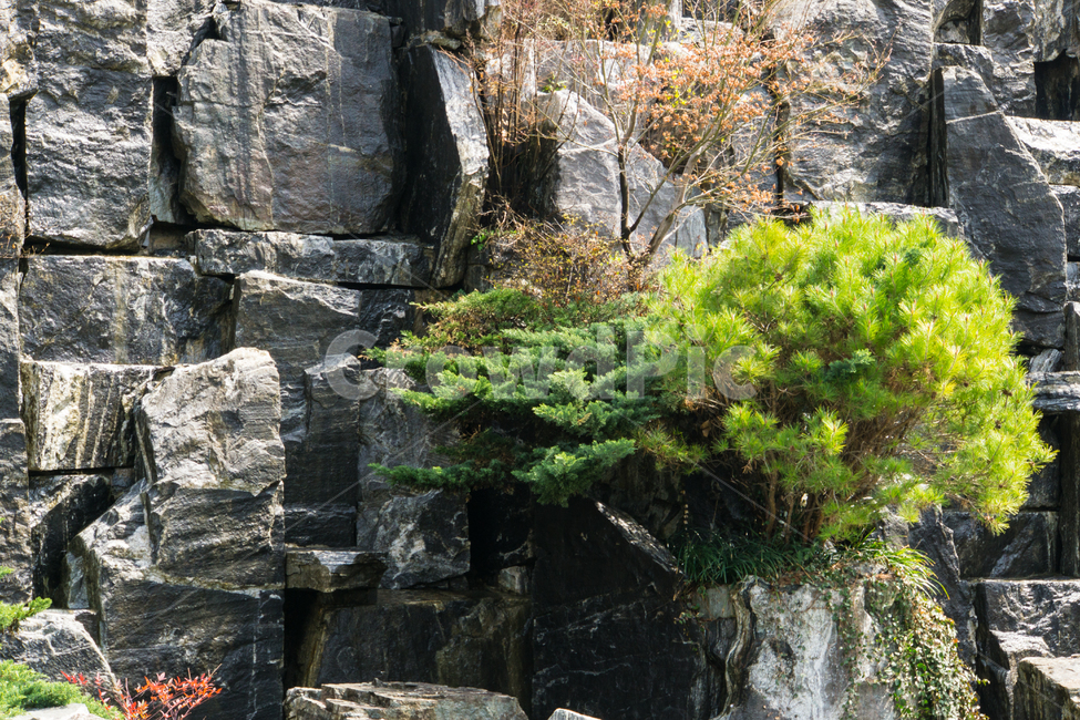 나무,바위,풍경,울산,무거천,조경,식물,자연,plants,nature,나무,trees,wood