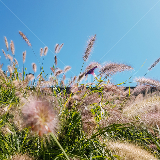 풍경,꽃,가을,자연,식물,식물,자연,plants,nature