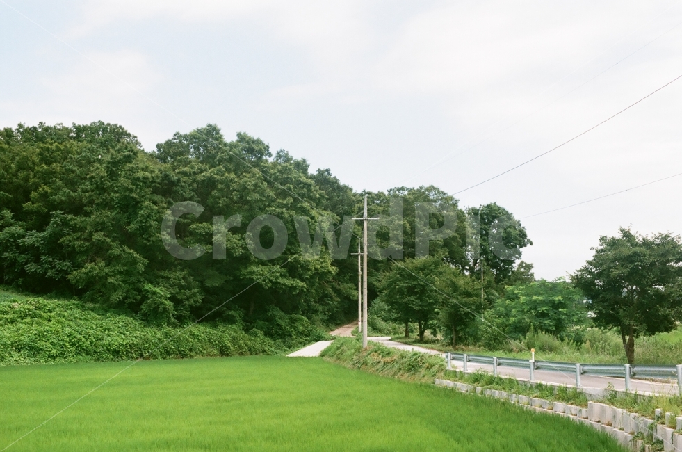 필름,필름사진,초록,나무,시골,시골길,풍경,자연,풍경,nature,landscape,시골,마을,country,rural,town,plant,식물,grass,잔디,lawn