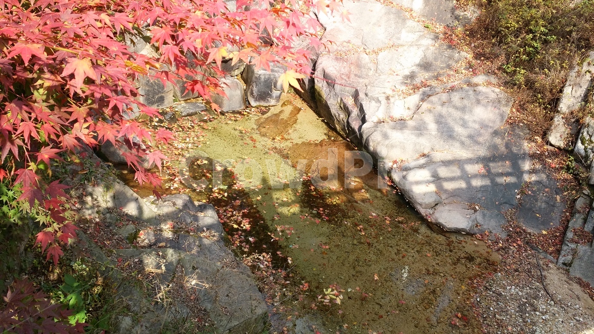 scenery,autumn,가을,산,단풍,풍경,산책,계곡,가을,계절,fall,autumn,season,plant,식물,leaf,잎,tree,나무