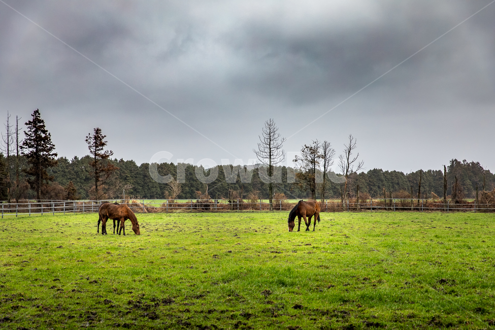 자연,풍경,동물,말,하늘,구름,초원,목장,제주도,제주,nature,landscape,animal,horse,sky,clouds,자연,풍경,nature,landscape,한국자연풍경,한국자연경관,korea nature landscape,제주도,jeju,jeju island,동물,animal,포유류,mammal,산업,industry,industrial,목축업,목장,livestock farming,ranching,pasture,field,들,grassland,목초지,outdoors,옥외