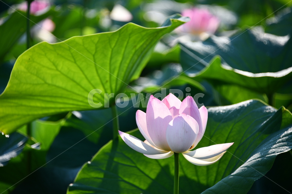 꽃,접사,연꽃밭,식물,자연,plants,nature,flower,분홍색,핑크색,연잎,연꽃