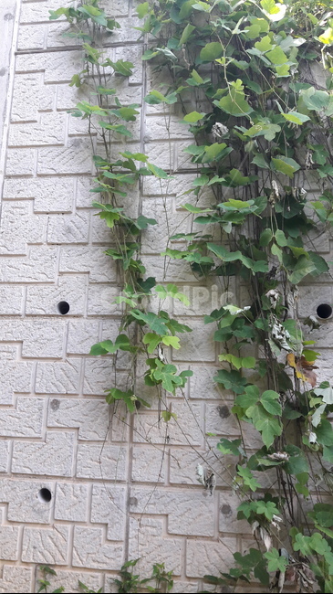 담벼락,덩굴,덩굴식물,plant,식물,식물,자연,plants,nature