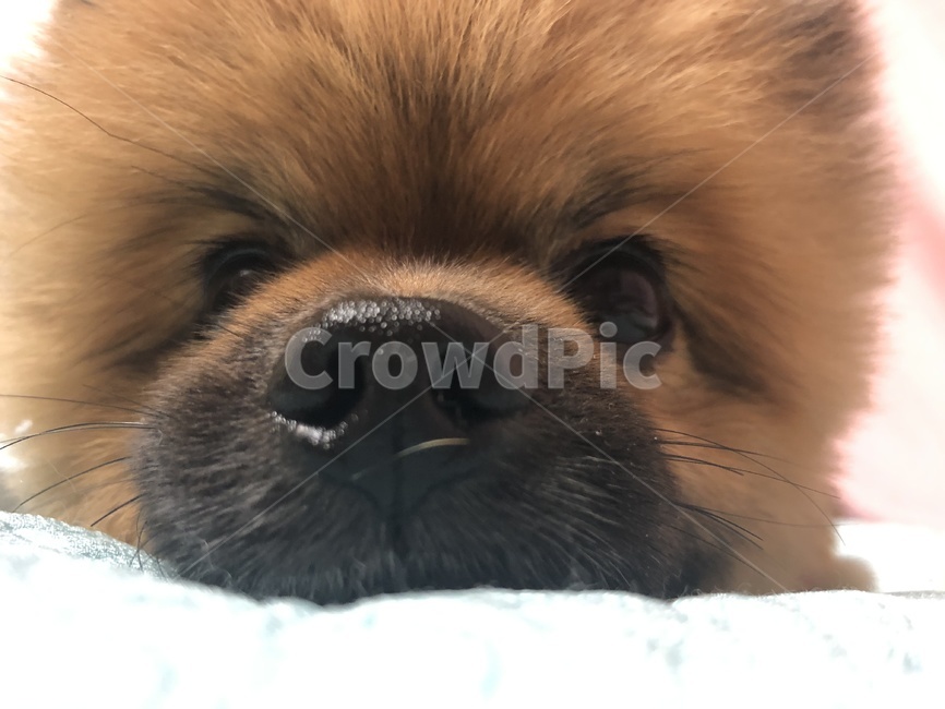 강아지,포메라니언,세이블포메라니언,강아지코,귀여움,dog
