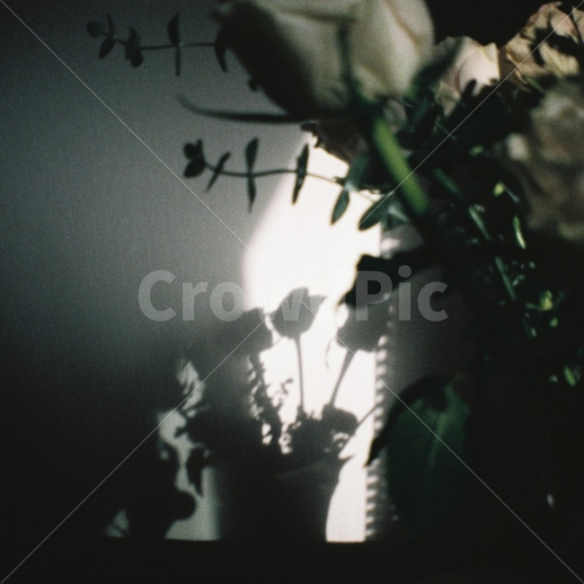 그림자,꽃,감성사진,감성,배경,장미,빛,필름카메라,필름사진,식물,자연,plants,nature,감성,sensible,feeling
