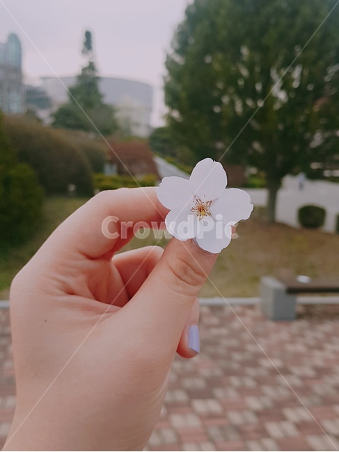 꽃,벚꽃,공원,손,벤치,분홍꽃,사람,인물,인간,human,person,신체일부,몸,body