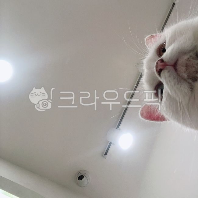 cat chin,cat face,white cat,cat