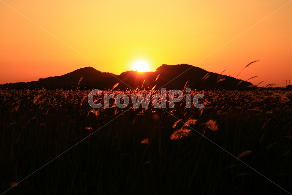 일몰,수섬,삘기꽃,삘기,화성,해넘이,노을,sunrise,역광,자연,풍경,nature,landscape,실루엣,그림자,silhouette,shadow,light,빛,flare,플레어,outdoors,옥외