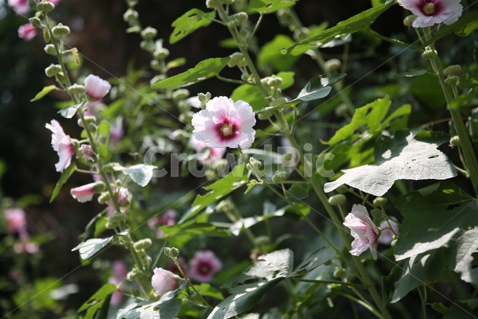 무궁화,우리나라꽃,roseofsharon,훈화초,흰색무궁화,식물,자연,plants,nature,꽃,flower