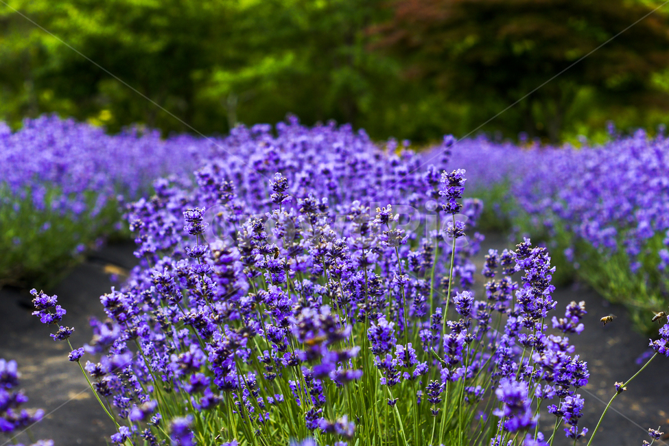 꽃,꽃밭,라벤더,보랏빛,라벤더축제,양귀비꽃,식물,자연,plants,nature,꽃,flower