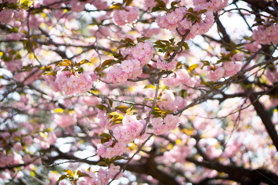 겹벚꽃,왕벚꽃,핑크,봄,하늘,풍경,계절,spring,season,식물,자연,plants,nature,꽃,flower,보라매공원,봄,계절,spring,season,식물,자연,plants,nature,꽃,flower,plant,blossom