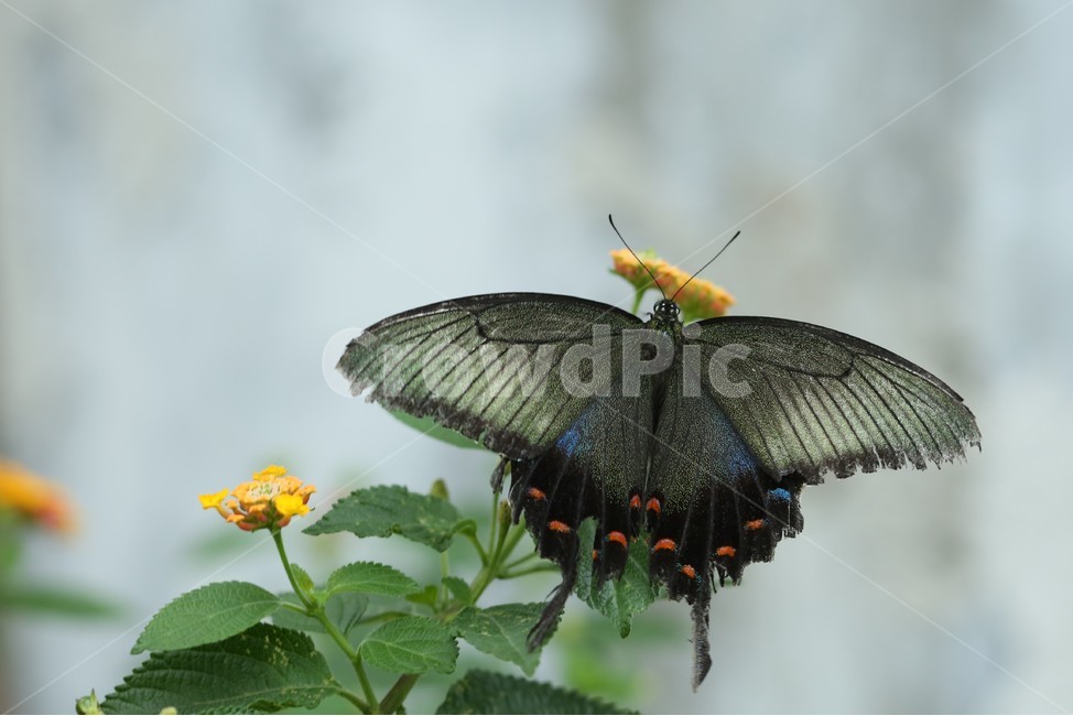 서울숲,나비,butterfly,검정나비,나비정원,꽃,flower,식물,자연,plants,nature,꽃,flower,동물,animal,곤충,벌레,insect,bug