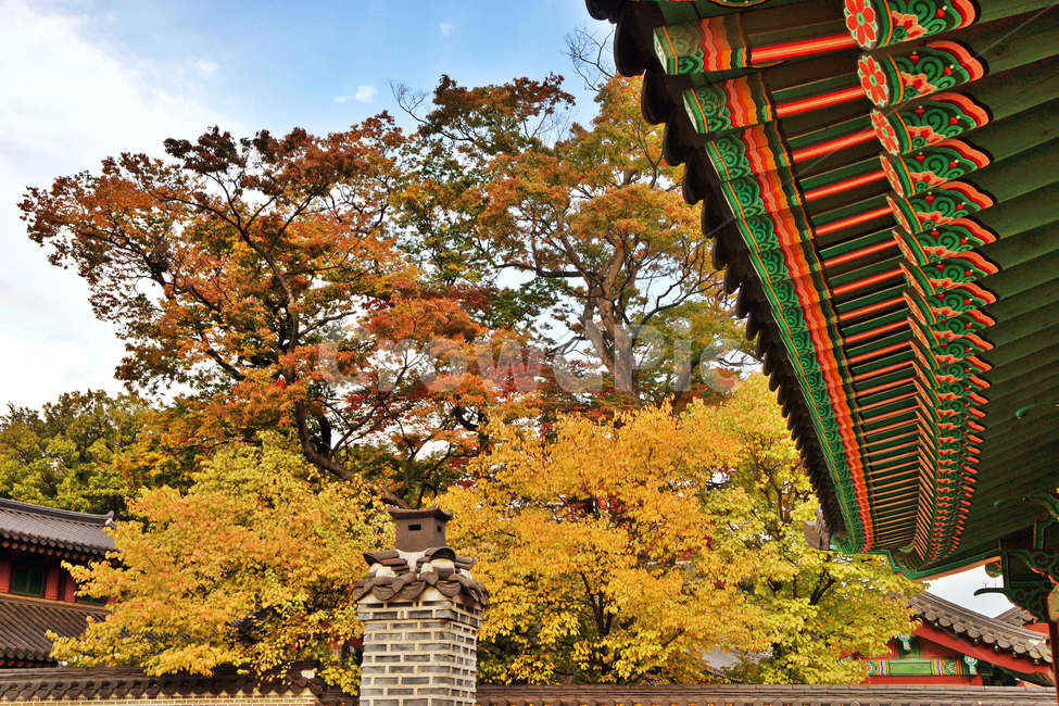 가을,궐내각사,처마,단풍,낙엽,단청,가을,계절,fall,autumn,season,한국전통,한국문화,korean traditional,korean culture,건축물,건물외관,exterior,building,structure,architecture,construction,tree,나무,plant,식물