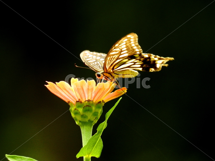 꽃,식물,동물,나비,풍경,식물,자연,plants,nature,꽃,flower,동물,animal,곤충,벌레,insect,bug