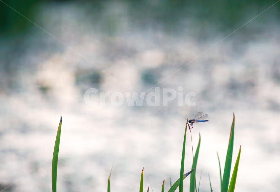 잠자리,식물,수변,곤충,겹눈,풀잎,동물,animal,곤충,벌레,insect,bug,감성,sensible,feeling,휴식,힐링,rest,relaxation,healing