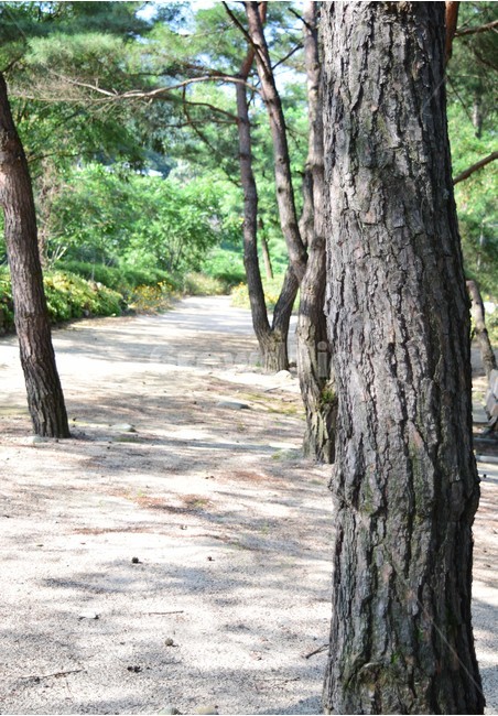 나무,나무들,자연,숲,초록,산길,나뭇잎,배경화면,tree,trees,nature,forest,green,wood,sunlight,oak,landscape,summer,leaf,backgrounds,outdoor,식물,자연,plants,nature,나무,trees,wood