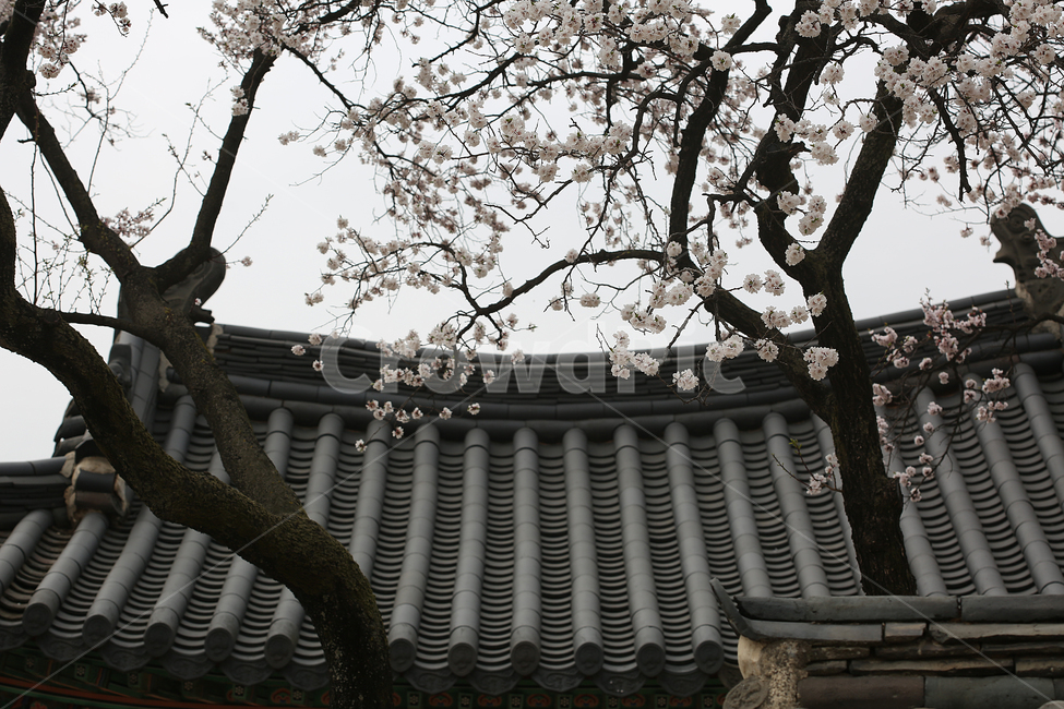 궁,봄,꽃,창경궁,palace,flower,spring,지붕,roof,봄,계절,spring,season,한국전통,한국문화,korean traditional,korean culture,식물,자연,plants,nature,나무,trees,wood,건축물,건물외관,exterior,building,structure,architecture,construction