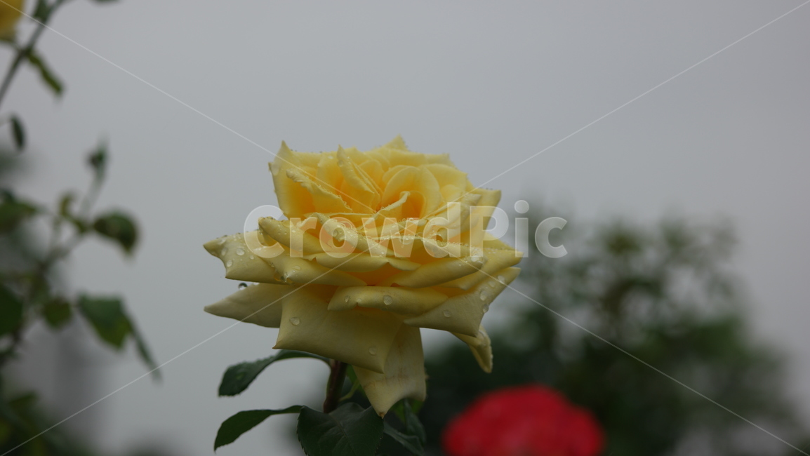 로즈가든,장미,장미꽃,장미원,로즈,薔薇,rose,식물,자연,plants,nature,꽃,flower