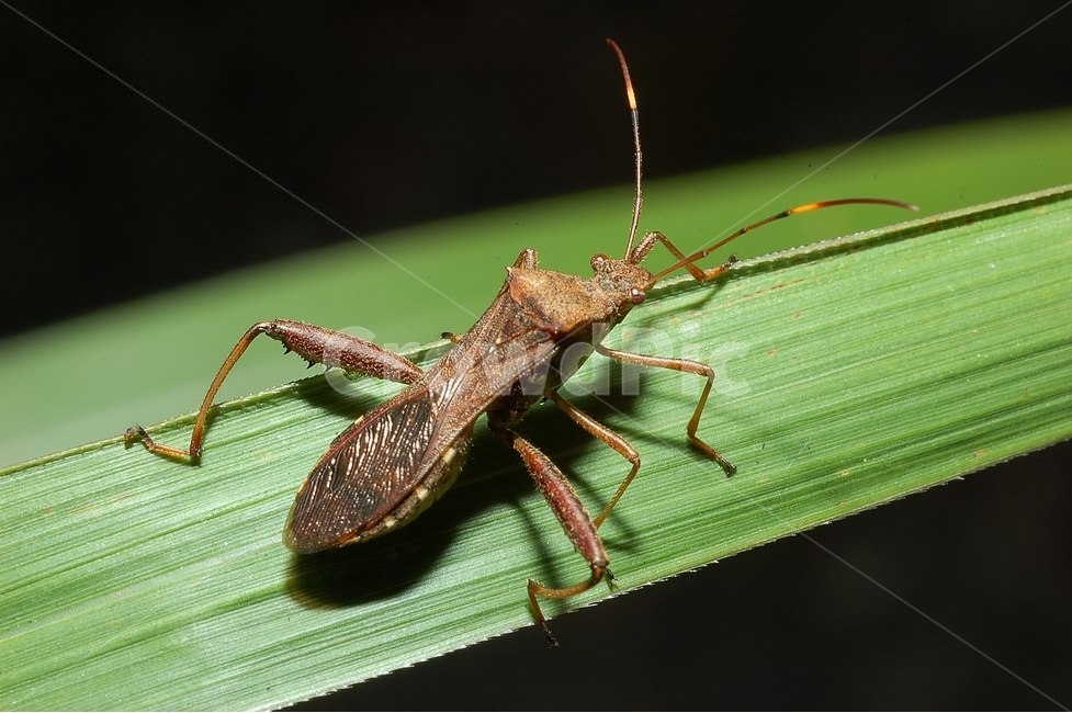 자연,곤충,벌레,접사,클로즈업,macro,micro,노린재,톱다리개미허리노린재,stinkbug,bug,insect,동물,animal,곤충,벌레,insect,bug