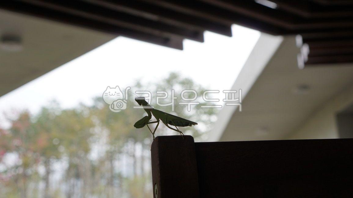 bugs in the city,bug,insect,mantis