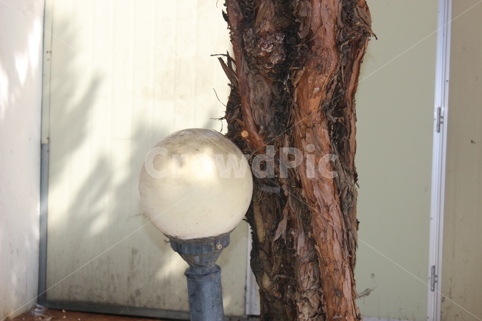 tree,나무줄기,plant,나무,식물,treetrunk,전구