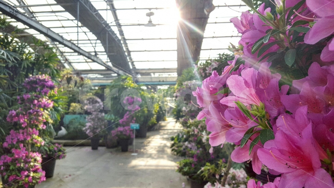 한국,충청남도,아산,세계식물원,햇살,나무,꽃,배경,국내,여행,식물,자연,plants,nature,봄,계절,spring,season,꽃,flower,outdoors,옥외,garden,정원
