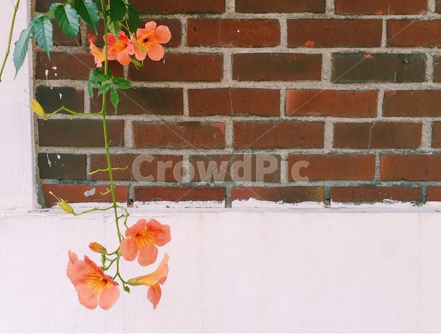 능소화,담벼락,주황,봄,분위기,벽면,식물,자연,plants,nature,꽃,flower