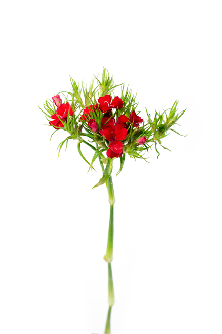 카네이션,carnation,꽃,어버이날,스승의날,가정의달,가족,기념일,축하,감사,이벤트,사랑,식물,시즌,빨강,스튜디오촬영,클로즈업,closeup,흰색배경,누끼,식물,자연,plants,nature,꽃,flower,가족,패밀리,family,기념일,축하,anniversary,congratulation,celebrate,celebration,누끼,remove background