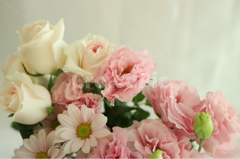 plant,식물,flower,꽃,blossom,flowerarrangement,feeling,sensible,자연,색감,색깔,색채,시즌,nature,감성사진,따뜻한,힐링,감성,배경,계절,만개,봄,근접,장미,리시안셔스,접사,꽃,flower