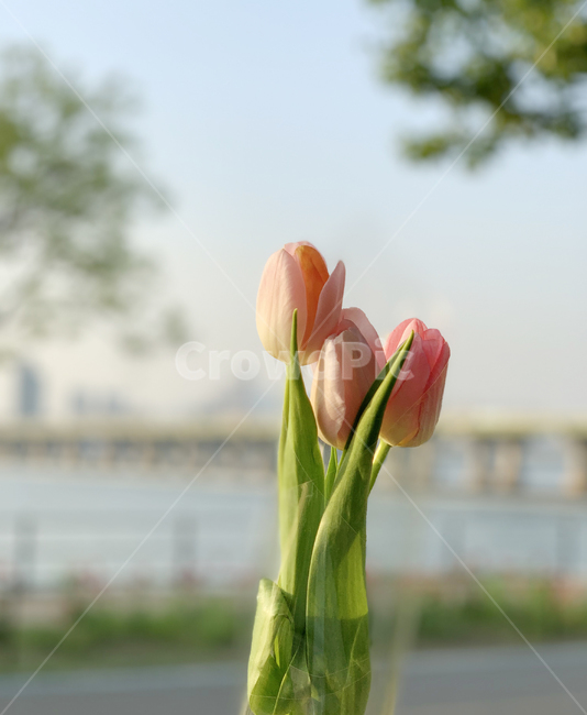 한강,튤립,한강공원,한강꽃,자연,tulip,hanriver,park,flowers,flower,nature,hanriverpark,발렌타인데이,발렌타인,화이트데이,꽃,꽃선물,꽃다발,풍경