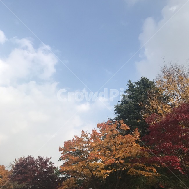 가을,하늘,단풍,글배경,감성,가을,계절,fall,autumn,season,tree,나무,plant,식물