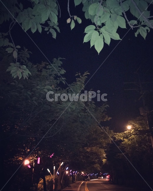 나무,도로,앞산,가로등,불빛,야경,밤,풍경,nightscape,night,landscape,light,빛,flare,플레어