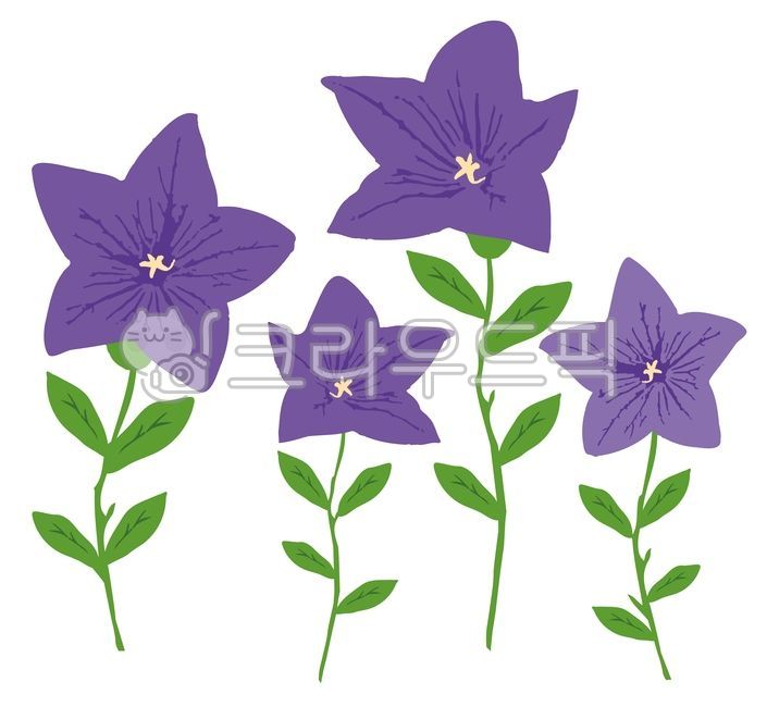 plant,식물,도라지꽃,꽃,flower,bellflower,보라색,보라색꽃,purple,꽃일러스트,영원한사랑,청도라지꽃,도라지일러스트,일러스트,illust,flowerillust,야생꽃,자주색,도라지꽃그림