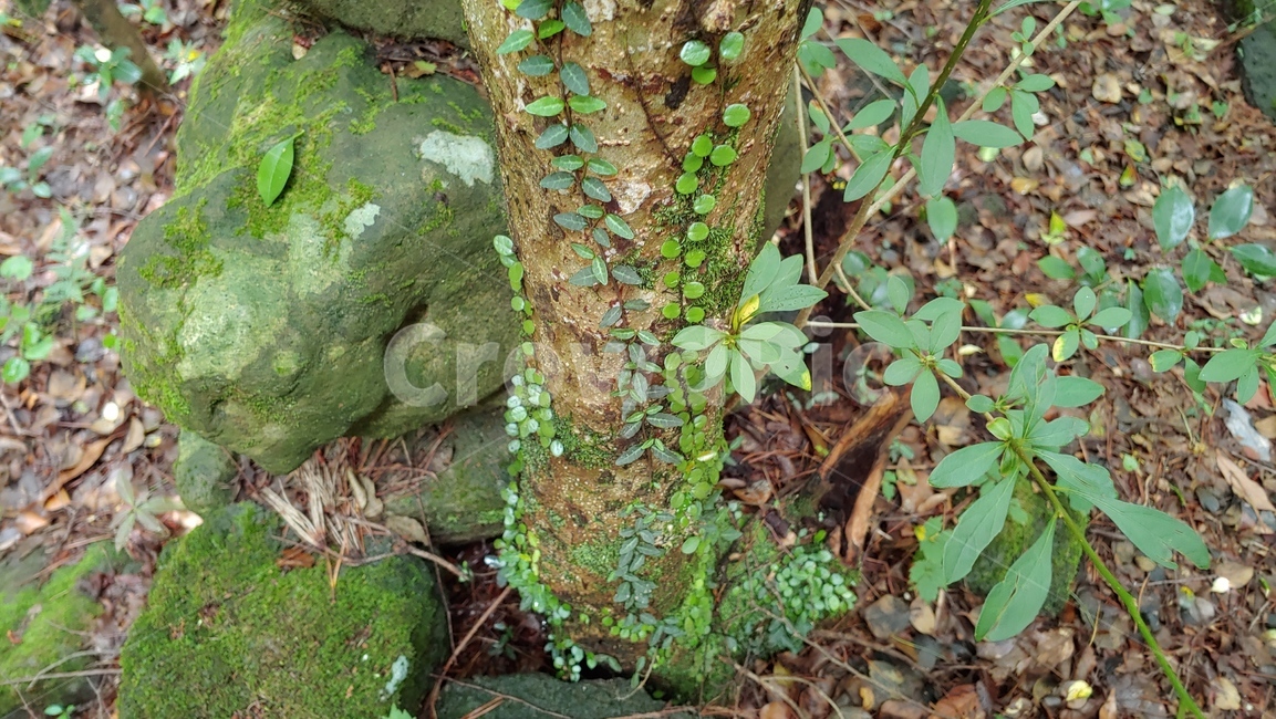 콩짜개덩굴,작은잎식물,자연,양치식물,lemmaphyllummicrophyllum