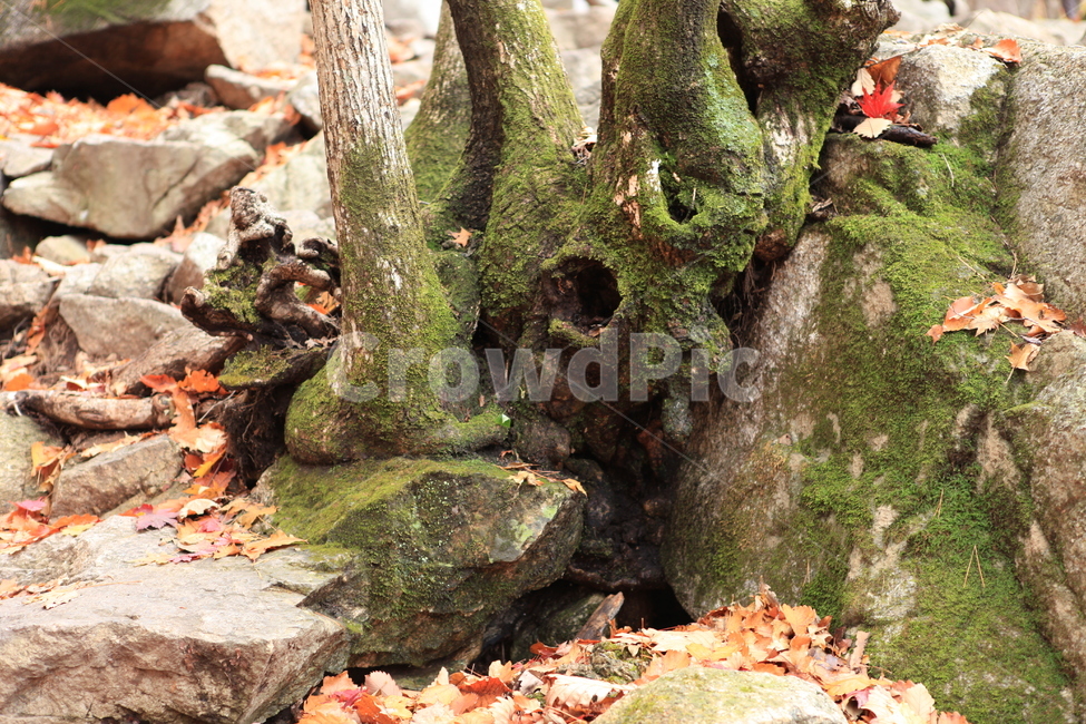 나무,세월,이끼,가을,숲,가을,계절,fall,autumn,season,식물,자연,plants,nature,나무,trees,wood,tree,plant