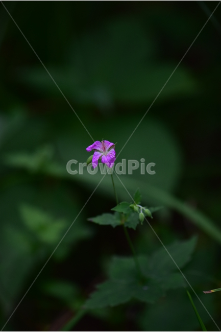 큰세잎쥐손이,야생화,식물,자연,꽃,생태,힐링,플라워,wildflower,flower,plants,nature,season,감성,느낌,emotion,feeling,여름,분홍색,여러해살이풀,쥐손이풀과,쥐손이풀속,식물,자연,plants,nature,꽃,flower