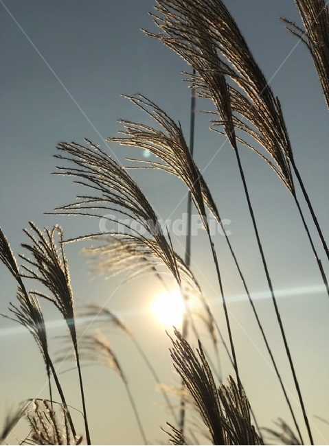 서울,하늘공원,갈대,갈대밭,자연
