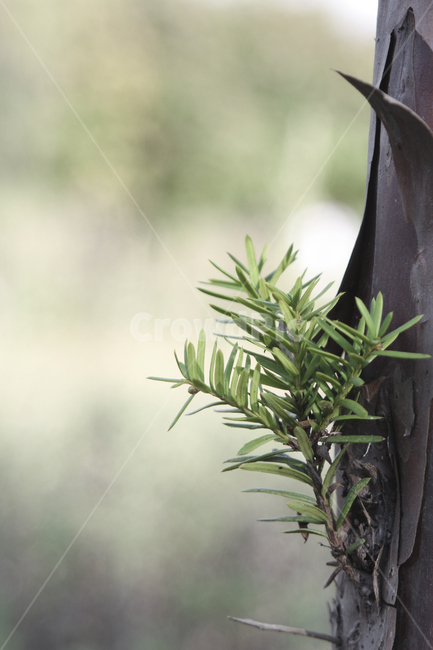 새싹,봄,tree,나무,plant,식물,잎파리,감성사진,감성,새잎,이파리,싱그러움,자연,식물,자연,plants,nature